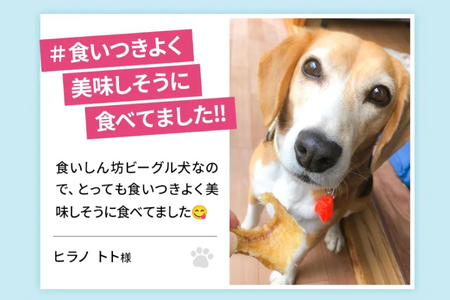 UMINO PET サメ肉ジャーキー 40g×5個 [石渡商店 宮城県 気仙沼市 20563954]