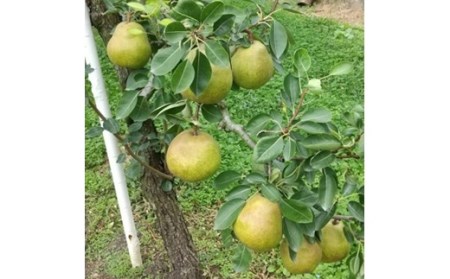 ラフランス5Kg(18玉~20玉)【12011】