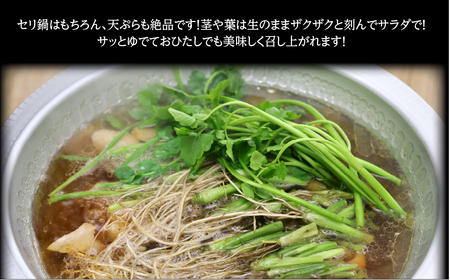 【期間限定】根っこがながーーーい仙台龍神せり(300ｇ)2～3人前