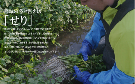 【期間限定】根っこがながーーーい　仙台龍神せり(700ｇ)6～7人前