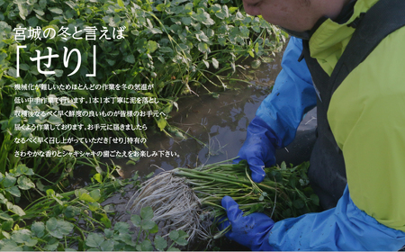 【期間限定】根付き仙台セリ鍋出汁セット（セリ鍋用出汁・スープ付）（300g）2～3人前