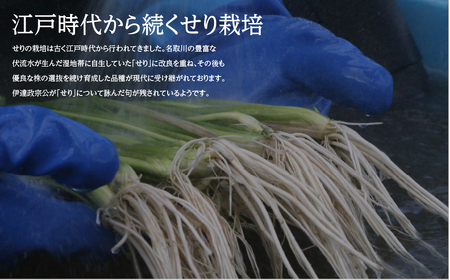 【期間限定】根付き仙台セリ鍋出汁セット（セリ鍋用出汁・スープ付）（300g）2～3人前