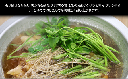 【期間限定】根付き仙台セリ鍋出汁セット（セリ鍋用出汁・スープ付）（300g）2～3人前
