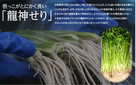 【期間限定】根が魅力の仙台龍神せり鍋出汁セット（セリ鍋用出汁・スープ付）(300ｇ)2～3人前