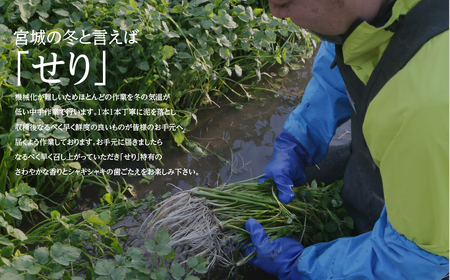 根が魅力の仙台龍神せり(700ｇ)6～7人前　（セリ鍋用出汁・スープ付）
