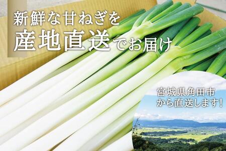 カマシチねぎ屋 旬の甘ねぎ 2kg（約10本～17本）【12月中旬以降順次発送】 | 宮城県角田市 | ふるさと納税サイト「ふるなび」