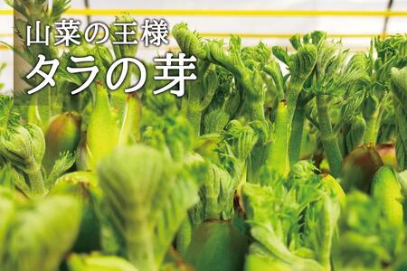 [宮城県角田市産]産地直送 朝採れ山菜 タラの芽 500g【12月下旬以降順次発送】