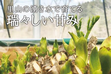 [宮城県角田市産]産地直送 朝採れ山菜 タラの芽 500g【12月下旬以降順次発送】