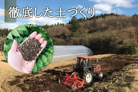 [宮城県角田市産]産地直送 朝採れ山菜 タラの芽 500g【12月下旬以降順次発送】