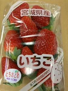 【JAみやぎ仙南】宮城県角田市産いちご　にこにこベリー・とちおとめ詰合せ　合計約1kg（250g×4パック） イチゴ 苺 とちおとめ にこにこベリー 