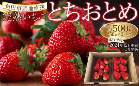 【角田市産地直送】完熟いちご「とちおとめ」合計約500g（250g×2パック）