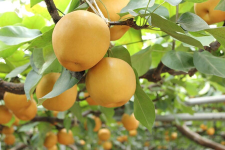  【2026年発送／先行予約】梨 「新高」約4kg（4～6玉入）【松崎果樹園】｜ 梨 くだもの 角田市