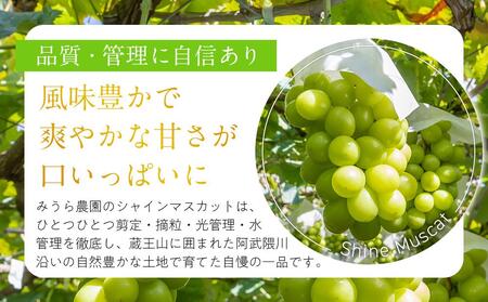 【2026年発送分先行予約】シャインマスカット ２房（約１kg）【2026年9月上旬以降順次】