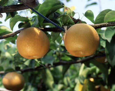 (訳あり) 【馬場果樹園】梨「豊水」約5kg(8~14玉入)順次発送 | 梨 くだもの 角田