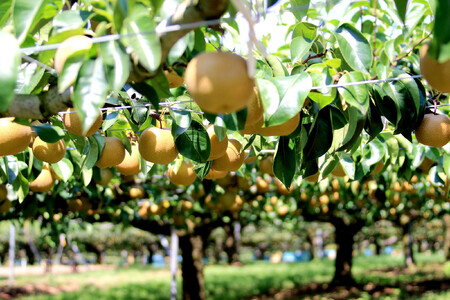 【2026年発送分先行予約】(訳あり) 旬の和梨　約５kg【吉川果樹園】 ｜ 梨 フルーツ くだもの 宮城県角田市 