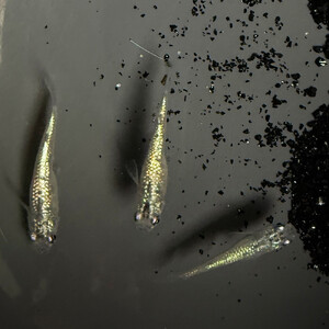 角田市産めだか(鬼ギャルシリーズ) 2ペア