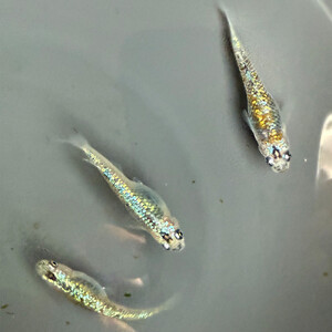 角田市産めだか(鬼ギャルシリーズ) 2ペア