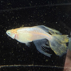 角田市産めだか(マーメイドシリーズ) 2ペア