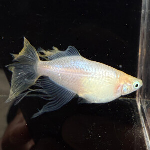 角田市産めだか(マーメイドシリーズ) 2ペア