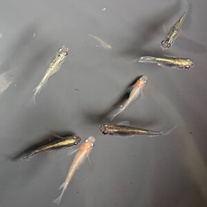 角田市産めだか(ミックス)10匹