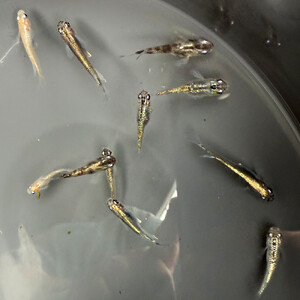 角田市産めだか(ミックス)10匹