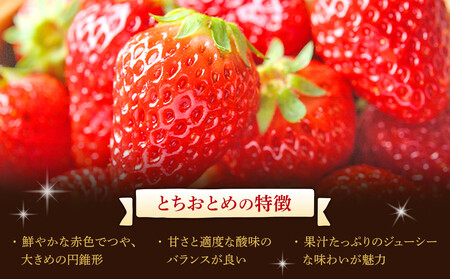 （定期便2回）【角田市産地直送】朝摘み いちご「とちおとめ」合計約1kg（250g×4パック） ｜ いちご フルーツ くだもの 