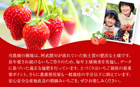 【定期便2回】朝摘みいちご とちおとめ 約500g（250g×2パック） ｜ いちご