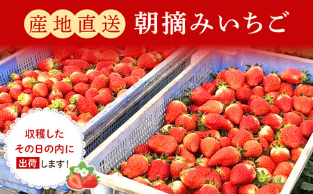 【定期便2回】朝摘みいちご とちおとめ 約500g（250g×2パック） ｜ いちご