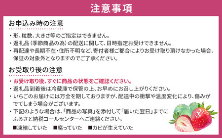 【定期便2回】朝摘みいちご とちおとめ 約500g（250g×2パック） ｜ いちご