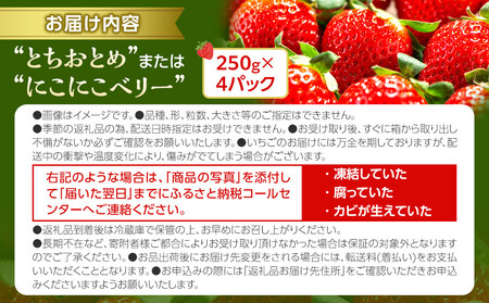 OneBerry いちご農園 品種おまかせ 旬のいちご 250ｇ× 4パック【2026年1月5日以降順次発送】 ｜ いちご イチゴ 苺 宮城県 限定 産地直送 産直 農家直送