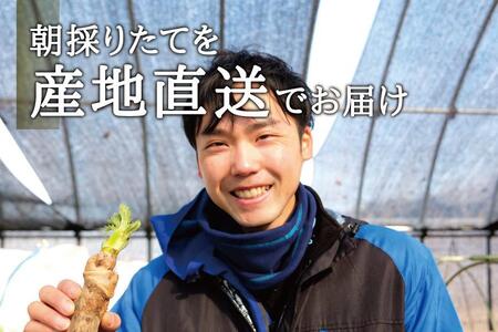 [宮城県角田市産]産地直送 朝採れ山菜 タラの芽 250g【12月下旬以降順次発送】