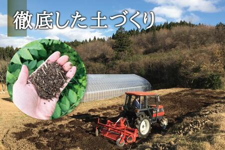 [宮城県角田市産]産地直送 朝採れ山菜 タラの芽 250g【12月下旬以降順次発送】