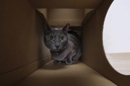 ねこねこトンネル　フルセット P-NTF アイリスオーヤマ