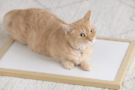 ＮＥＣＯＣＯＣＨＩ　NCC-45ナチュラル アイリスオーヤマ