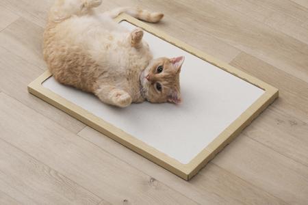 ＮＥＣＯＣＯＣＨＩ　NCC-45ナチュラル アイリスオーヤマ