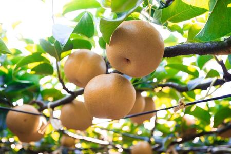 【馬場果樹園】梨「幸水」約5kg（12～14玉入）8月中旬～順次発送
