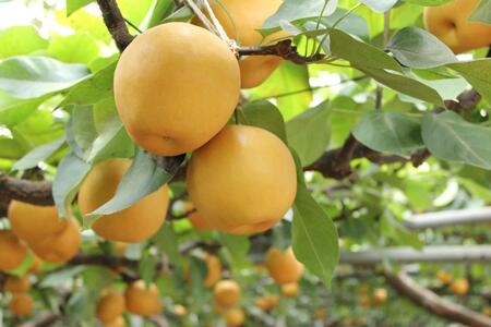 【2026年発送／先行予約】梨 「新高」約5kg（5～7玉入）【松崎果樹園】 ｜ 梨 フルーツ 宮城県角田市