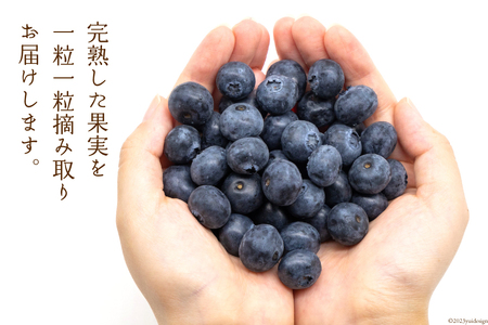 完熟 ブルーベリー 生果実 1kg [三谷果樹園 北海道 砂川市 [12260532] 果物 フルーツ 国産