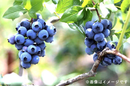 完熟 ブルーベリー 生果実 1kg [三谷果樹園 北海道 砂川市 [12260532] 果物 フルーツ 国産