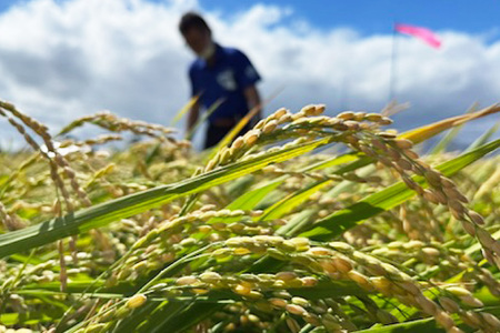 米 新米 令和7年 ゆめぴりか 玄米 30kg [JA新すながわ 北海道 砂川市 12260853] レビューキャンペーン