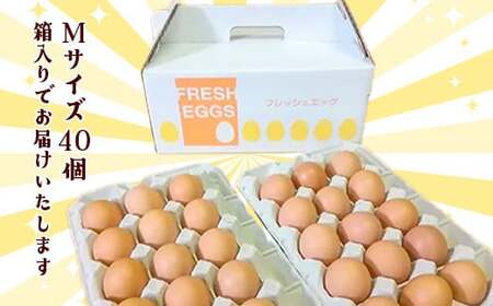 自然飼い　純国産鶏「もみじ」卵　40個入　（Mサイズ）　【04209-0235】　たまご