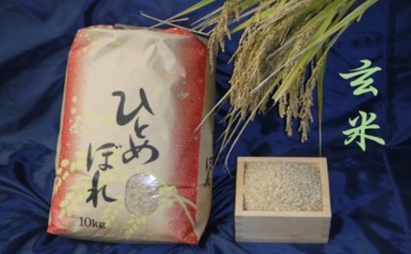 【林ライス】令和2年度米 岩沼産 ひとめぼれ 玄米 10kg