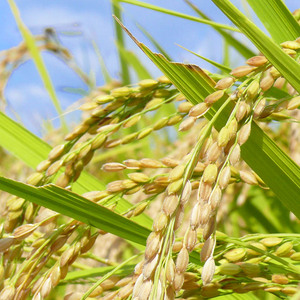 ≪令和7年産≫ 宮城県登米市産 ひとめぼれ 10kg 精米 お米 おこめ 米 コメ 白米 ご飯 ごはん おにぎり お弁当 ブランド米【有限会社伊豆沼農産】tm405