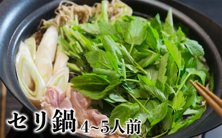 根まで味わう!しゃきしゃき セリ鍋セット(4〜5人前・セリ10束入り)【2022年シーズン受付開始!11月初旬頃より発送開始予定】