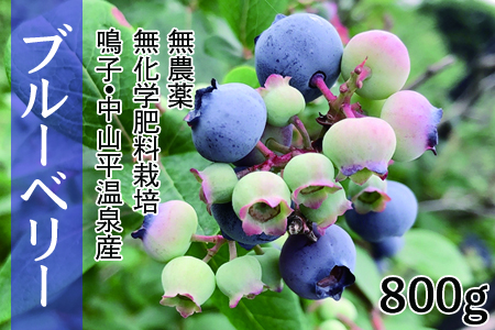 (03739)無農薬無化学肥料栽培 鳴子・中山平温泉産ブルーベリー800g