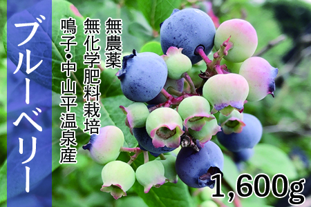 03740)無農薬無化学肥料栽培 鳴子・中山平温泉産ブルーベリー1600g