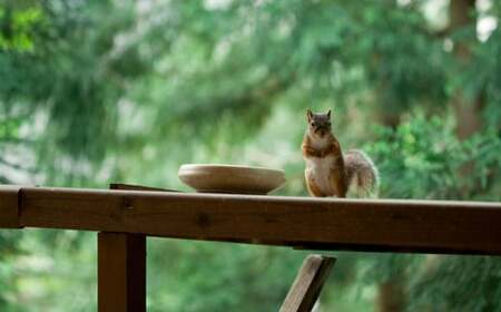 温泉山荘だいこんの花宿泊ギフトカード 50,000円分 【04301-0499】