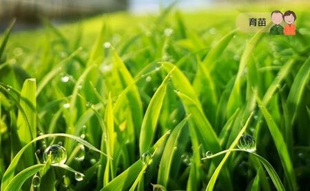 令和7年産 宮城県大河原町産 みやこがね 10kg ( 5kg × 2袋 ) もち米 餅米  こめ コメ モチ もち もち米 お餅 餅 令和7年 宮城県産