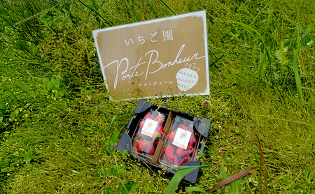 大河原町のいちご 完熟いちご 2パック 果物 フルーツ 苺 紅ほっぺ かおり みずみずしい ジューシー 期間限定 季節限定 家庭用