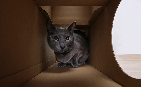 ねこねこトンネル フルセット P-NTF アイリスオーヤマ キャットウォーク 猫 猫用品 ねこ ペット ペット用品 爪とぎ 爪研ぎ おもちゃ ネコ キャットハウス キャットトンネル 遊び場 遊び道具 ダンボール 段ボール グッズ 
